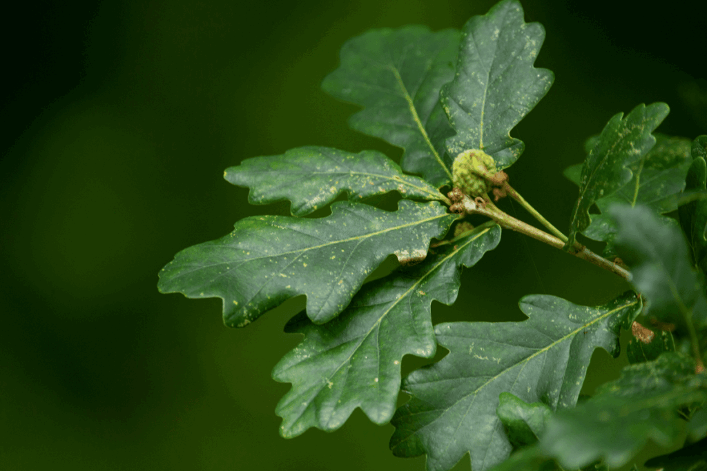Sustainable Oak Construction